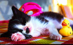 A kitten dreaming of feastingon beasts and tender men //Photo Credit: Moyan Brenn